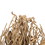 Vickerman H2OSS000 18 x 5" avg Natural Olympia Seed Pod