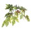 Vickerman TEC1760-07 6' Frosted Maple tree