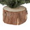 Vickerman C803924 24" Carmel Pine Tree 282 Tips Wood Base