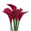Vickerman F12145 24" Purple Calla Lilies in Acrylic Water