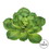 Vickerman FA170701 7" Single Cactus-Green Pk/3