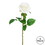 Vickerman FA191311 26" White Rose Stem 6/pk