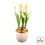 Vickerman FA192911 10" Yellow Hyacinths in Container 2/pk
