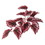 Vickerman FB170701-3 12" Red Begonia Hanging Bush 3Pk