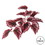 Vickerman FB170701-3 12" Red Begonia Hanging Bush 3Pk