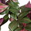 Vickerman FB171201 43" Green/Red Inch Plant Hanging Bush