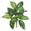 Vickerman FB172401-2 22" Dieffenbachia Plant 18 Lvs 2/Pk