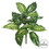 Vickerman FB172401-2 22" Dieffenbachia Plant 18 Lvs 2/Pk