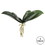 Vickerman FC170201 9.5" Orchid Leaf x 5-Green PK/3