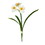 Vickerman FD190301 13" Cream Narcissus Spray 3/pk