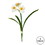 Vickerman FD190301 13" Cream Narcissus Spray 3/pk