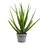 Vickerman FE181401 23" Green Aloe in Round Gray Pot