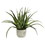 Vickerman FE181501 19.5" Green Aloe in Round Concrete Pot
