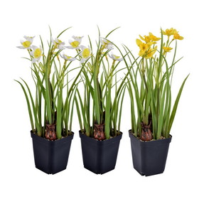 Vickerman FE190406 12" White/Yellow Daffodil 3/set