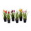 Vickerman FE190601 10" Potted Tulip Assortment 6/set