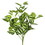 Vickerman FH170201-3 17" Peperomia Bush-Green/White 3Pk