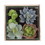 Vickerman FH180801 6Lx6Wx6H" Asst Succulents in Glass Wood