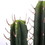 Vickerman FH181101 27.5" Green Cactus in Concrete Pot