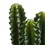 Vickerman FH181201 17" Green Cactus in Concrete Pot