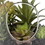 Vickerman FH182601 9" Green Asst Succulents in Glass Jar