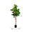 Vickerman FH190160 6' Green Potted Fiddle Tree