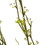 Vickerman FM180101 50" Green Mountain Prunus Stem 3/Pk