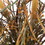 Vickerman FM180401 27" Yellow Euphorbia Onion Grass Bush