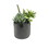 Vickerman FM181301 8" Green Succulents in Cement Pot