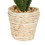 Vickerman FO197501 5" Potted Succulent Cactus Asst Set/3