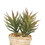 Vickerman FO197501 5" Potted Succulent Cactus Asst Set/3