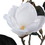 Vickerman FQ171201 31" White Magnolia Stem