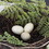 Vickerman FQ172101 7" Grapvine Nest W/Eggs & Fern-Grn/Bur