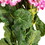 Vickerman FQ172902 19.5" Geranium Bush-Lt Pink