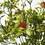 Vickerman FQ180401 17" Grn Pea Leaf Orange Berry Spray 2/Pk