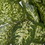 Vickerman FQ181201 24" Green Dieffenbachia Bush Vine 2/Pk