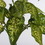 Vickerman FQ181701 11" Green Dieffenbachia Bush 3/Pk