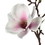 Vickerman FQ190111 14" White/Pink Magnolia Pick 6/Pk