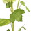 Vickerman FS190704 23.5" Green Ball Flower Spray 2/Pk