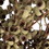 Vickerman H1ABN000 14"x1-3" Ambernut Branch 20 Pc Bunch