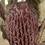 Vickerman H1BAM400-3 12" Nat Pink Banksia Menzi Flower 3/Pk