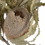 Vickerman H1BAP000 15-18"x3" Banksia Prionote 3 Head Bunch
