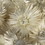 Vickerman H1EVR900 13-14" Natural White Everlasting Flowers