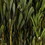 Vickerman H1PLT112 18-24" Oasis Green Platys Foliage 5oz