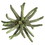 Vickerman H1SCL150 3-4" Frosted Green Spider Claws 16-20/pk
