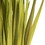 Vickerman H2CPL100 18-23" Basil Coco Palm Leaf Bundle 4 oz
