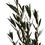 Vickerman H3LPL150 25-36" Green Lepto Longifolia Bundle 6oz