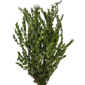 Vickerman H3PAR150 24-32" Green Parvafolia Stem Bundle -5oz