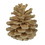 Vickerman H7BLPM999 2" Blue Pine Bleached 25/pk