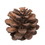 Vickerman H7BLPS000 1.5" Blue Pine Natural 100/pk