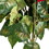 Vickerman L225918 18" Red Poinsettia and Leaf Bush